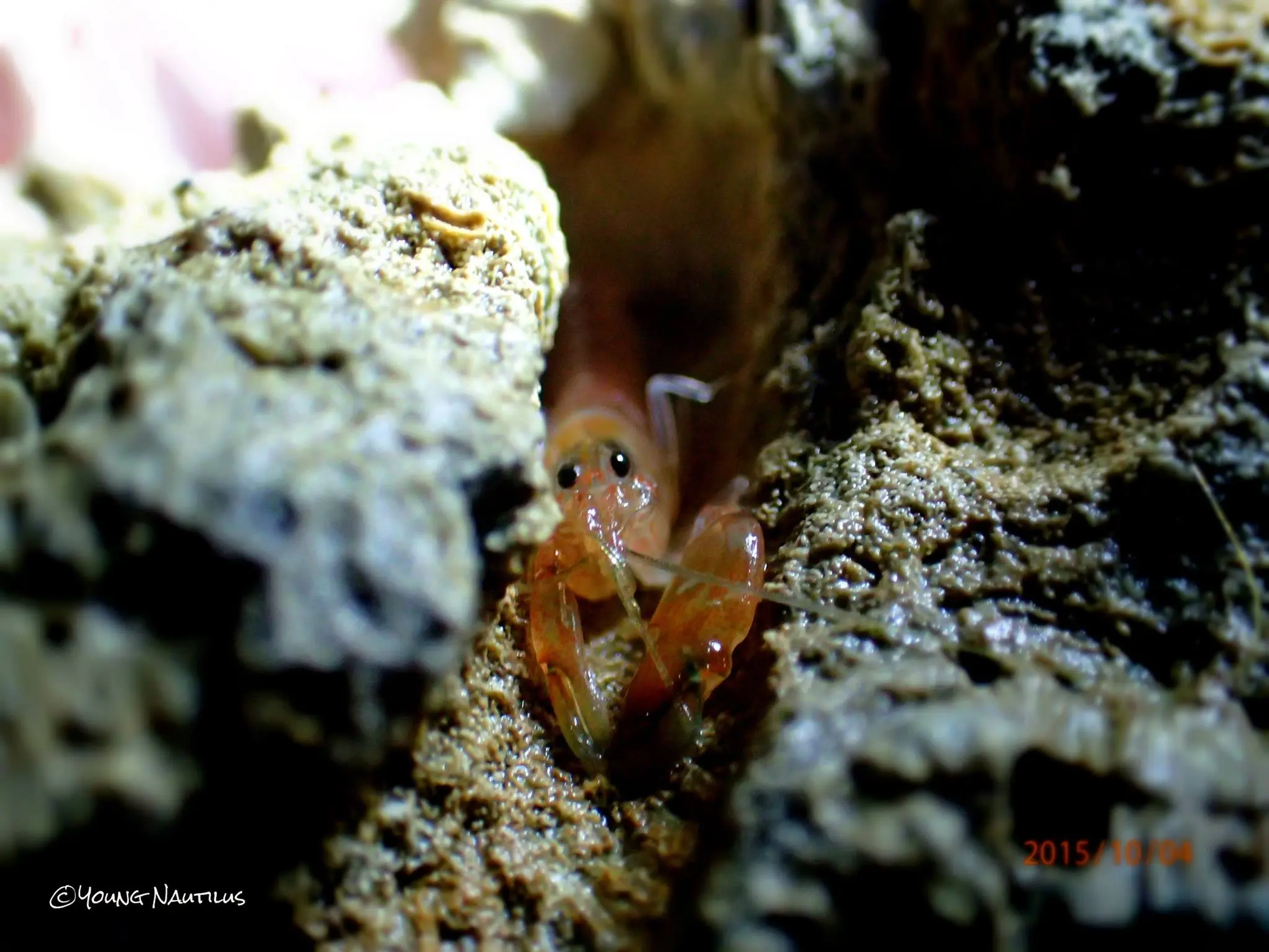 Young Nautilus Nature Walks: Unravelling Wildlife Mysteries in Singapore - Photo 7
