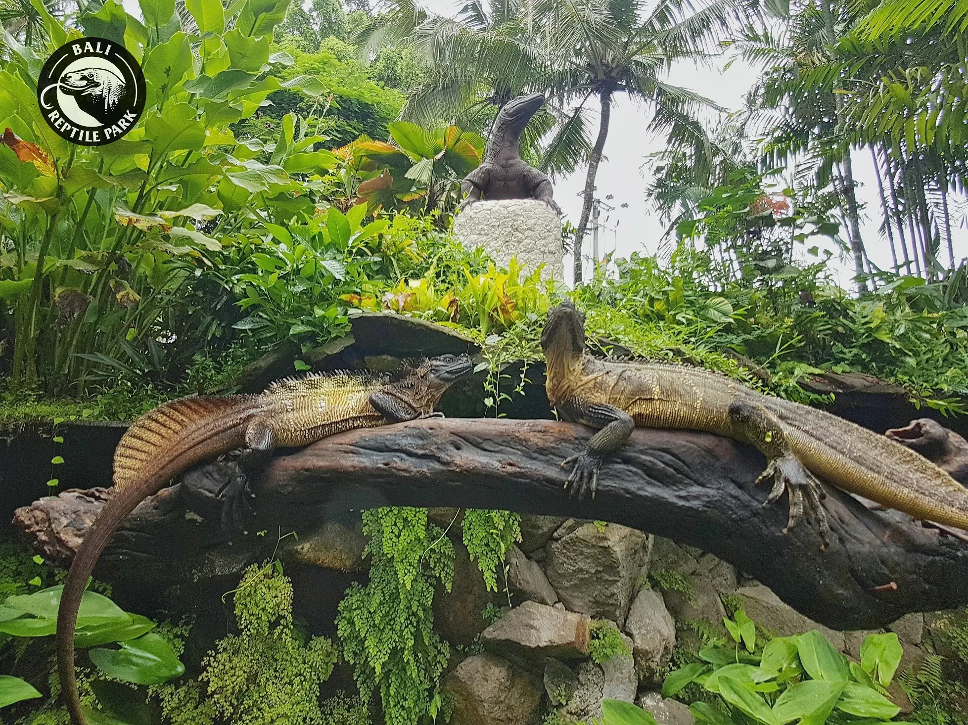 Bali Reptile Park in Bali