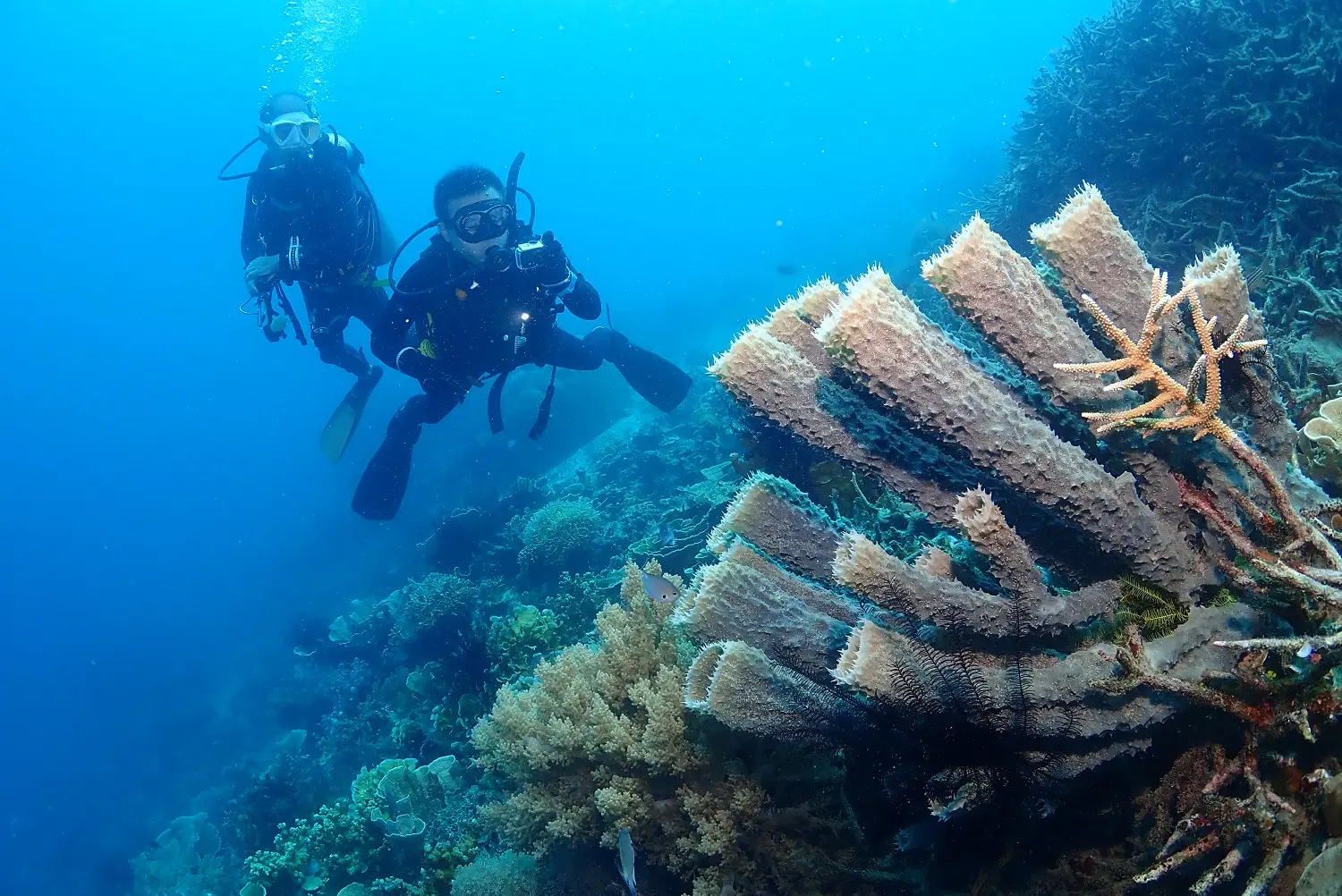 Diving Package in Jakarta