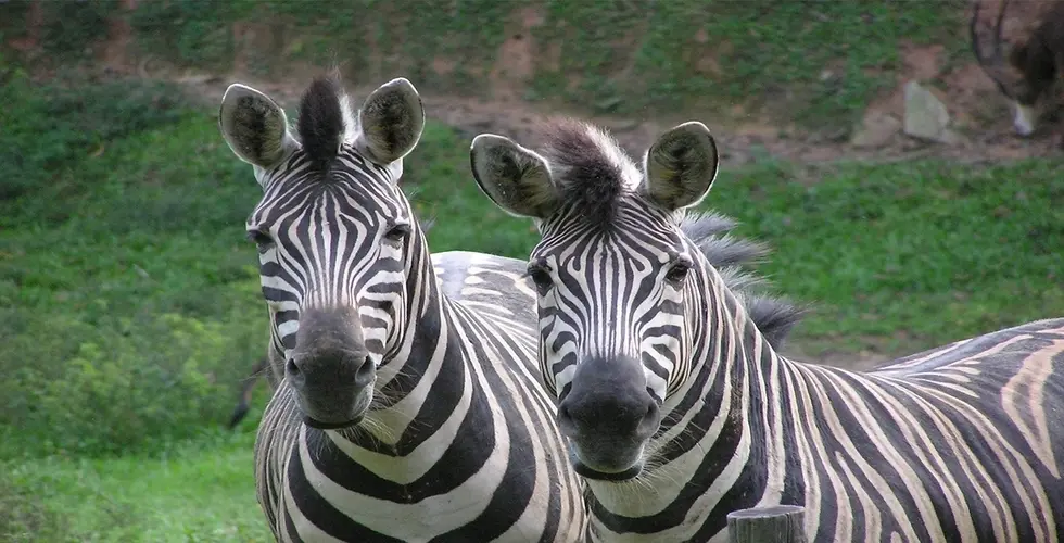 Zoo Negara in Kuala Lumpur - Photo 3
