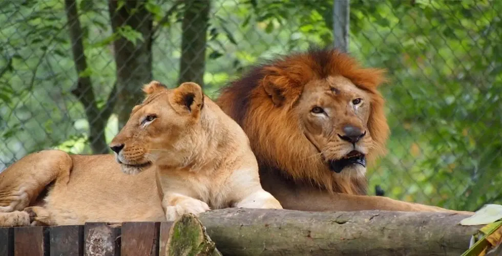 Zoo Negara in Kuala Lumpur - Photo 4
