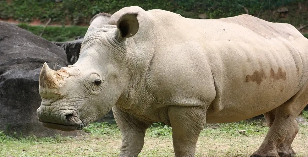 Zoo Negara in Kuala Lumpur - Photo 6