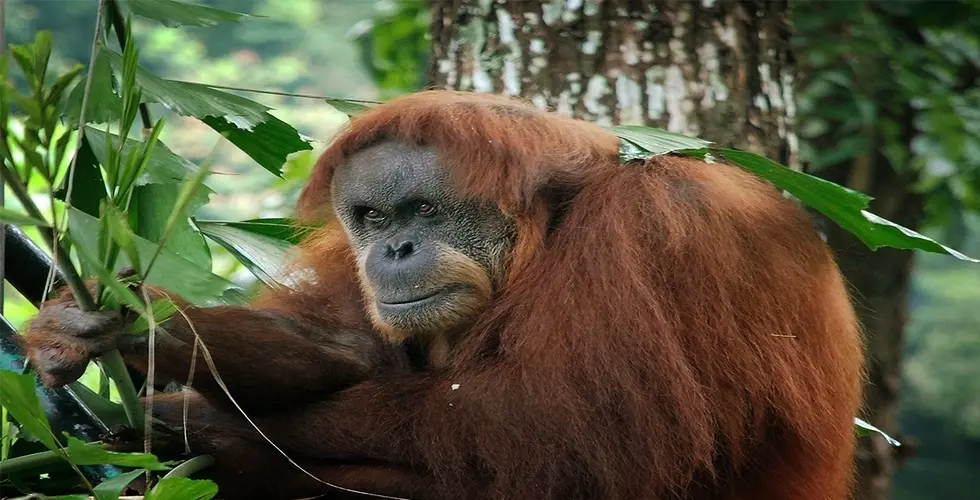 Zoo Negara in Kuala Lumpur - Photo 8