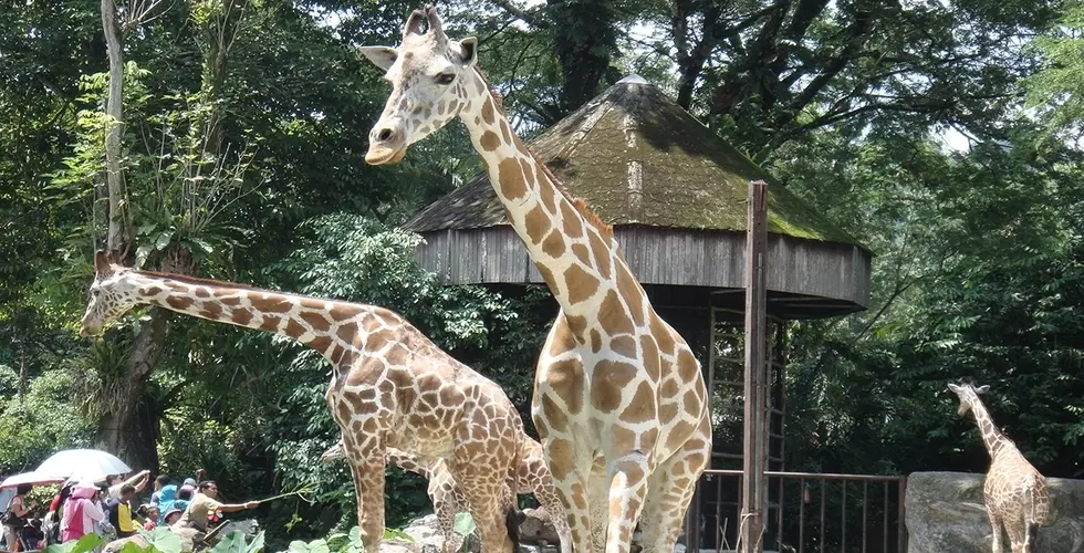 Zoo Negara in Kuala Lumpur - Photo 9