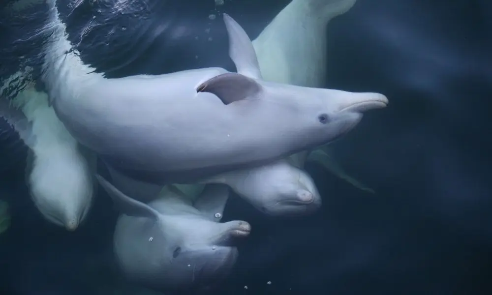 Dolphin Sanctuary & Ships Graveyard Kayak Tour in Adelaide