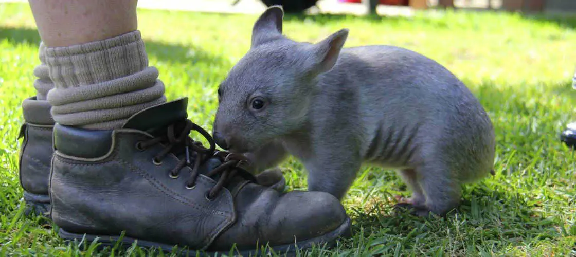 Bonorong Wildlife Sanctuary Tickets in Sydney