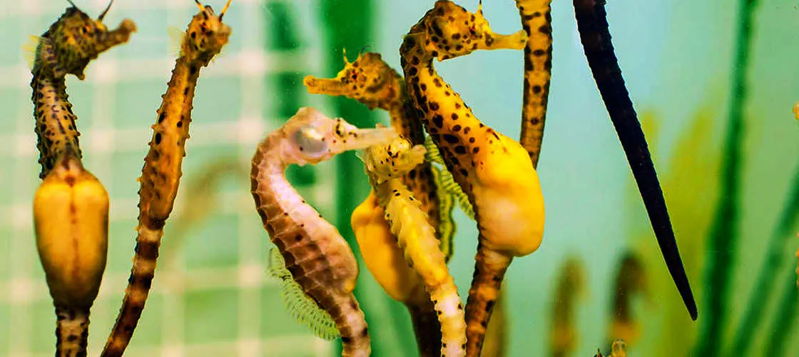 Seahorse World Guided Tour in Brisbane