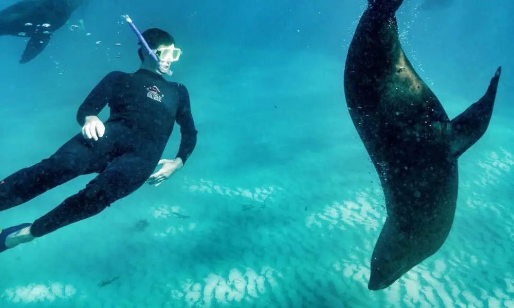 Sorrento Sightseeing Cruise With Dolphin And Seal Swim in Melbourne