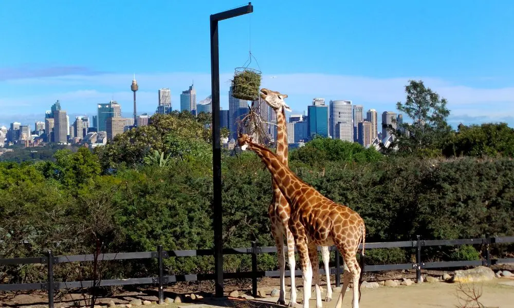 Taronga Zoo Sydney in Sydney - Photo 2