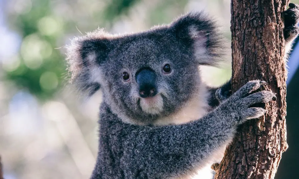 Taronga Zoo Sydney in Sydney - Photo 3