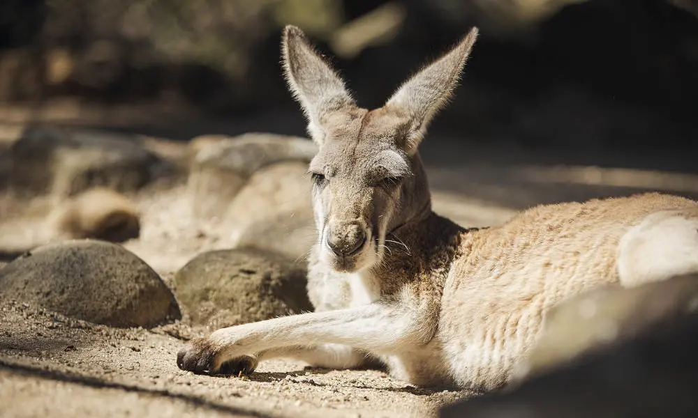 Taronga Zoo Sydney in Sydney - Photo 4