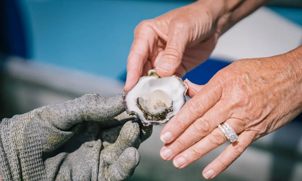 90 Minute Coffin Bay Short and Sweet Oyster Farm Tour in Sydney