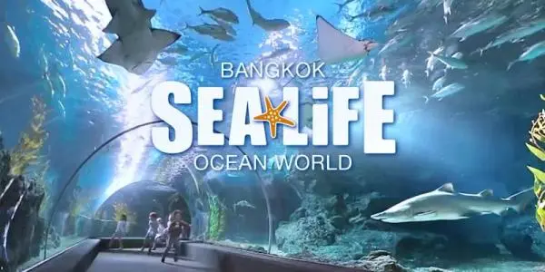 Sealife Bangkok + Madame Tussauds Bangkok Bundle Sealife Bangkok + Madame Tussauds Bangkok Bundle in Bangkok - Photo 2