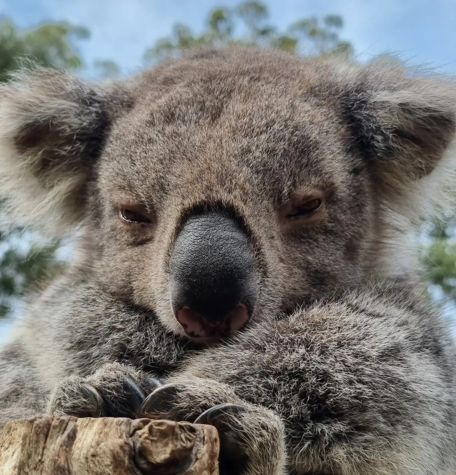 Ballarat Wildlife Park Tickets Ballarat Wildlife Park Tickets in Adelaide - Photo 3