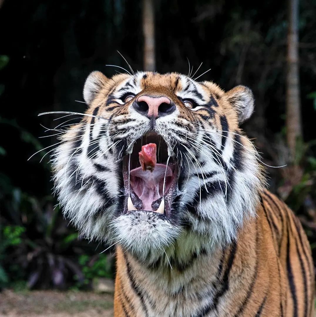 Ballarat Wildlife Park Tickets Ballarat Wildlife Park Tickets in Adelaide - Photo 5