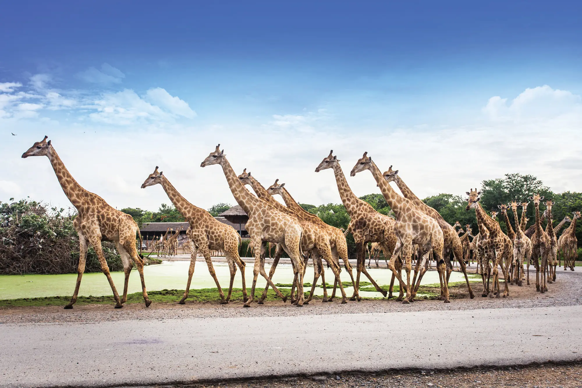 Safari World Bangkok Include Private Transfer. (Major Area in Bangkok and Extra Area in Bangkok) in Bangkok