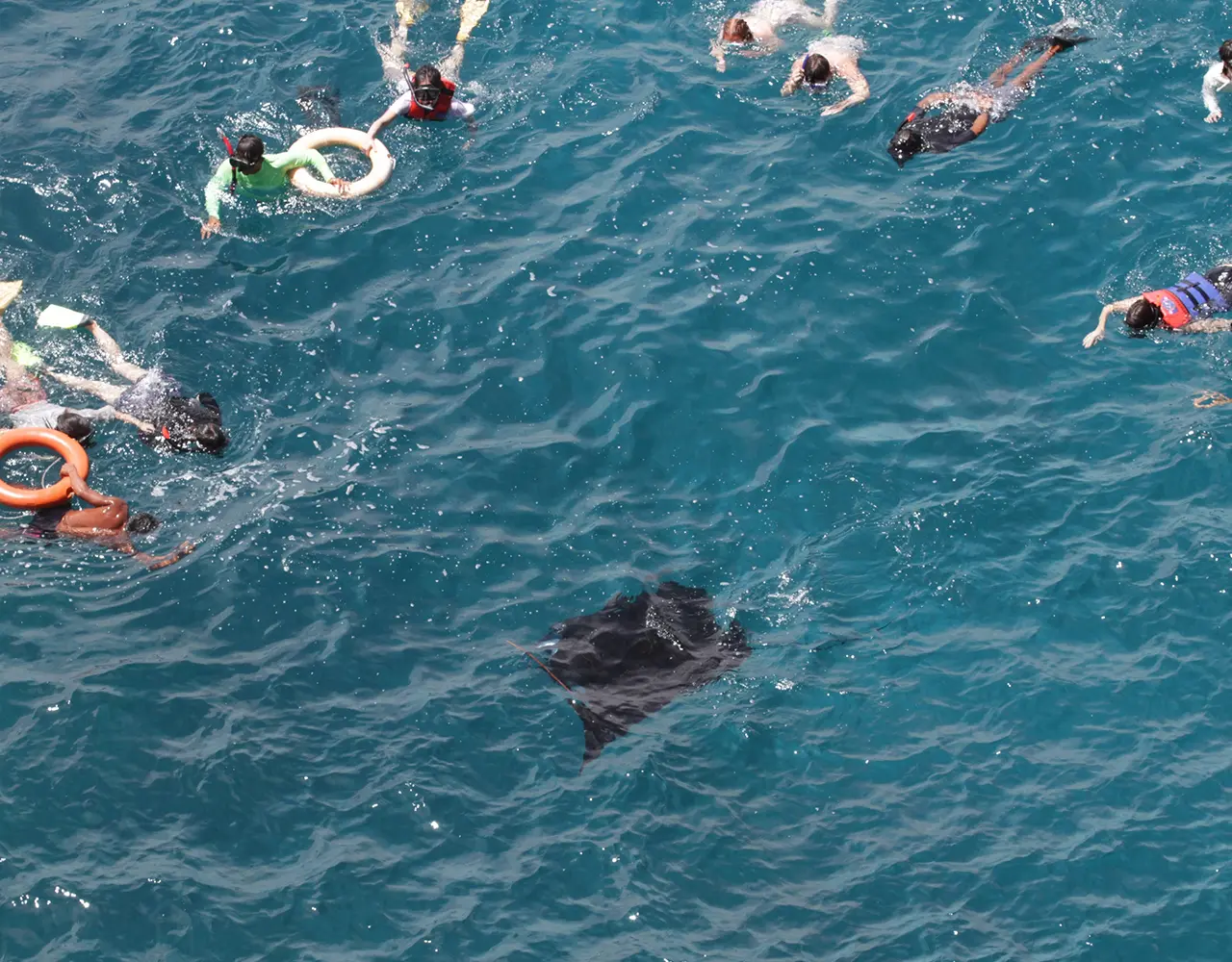 Nusa Penida : 3-4 Spots Snorkeling Tour Manta Rays Nusa Penida : 3-4 Spots Snorkeling Tour Manta Rays in Bali - Photo 5