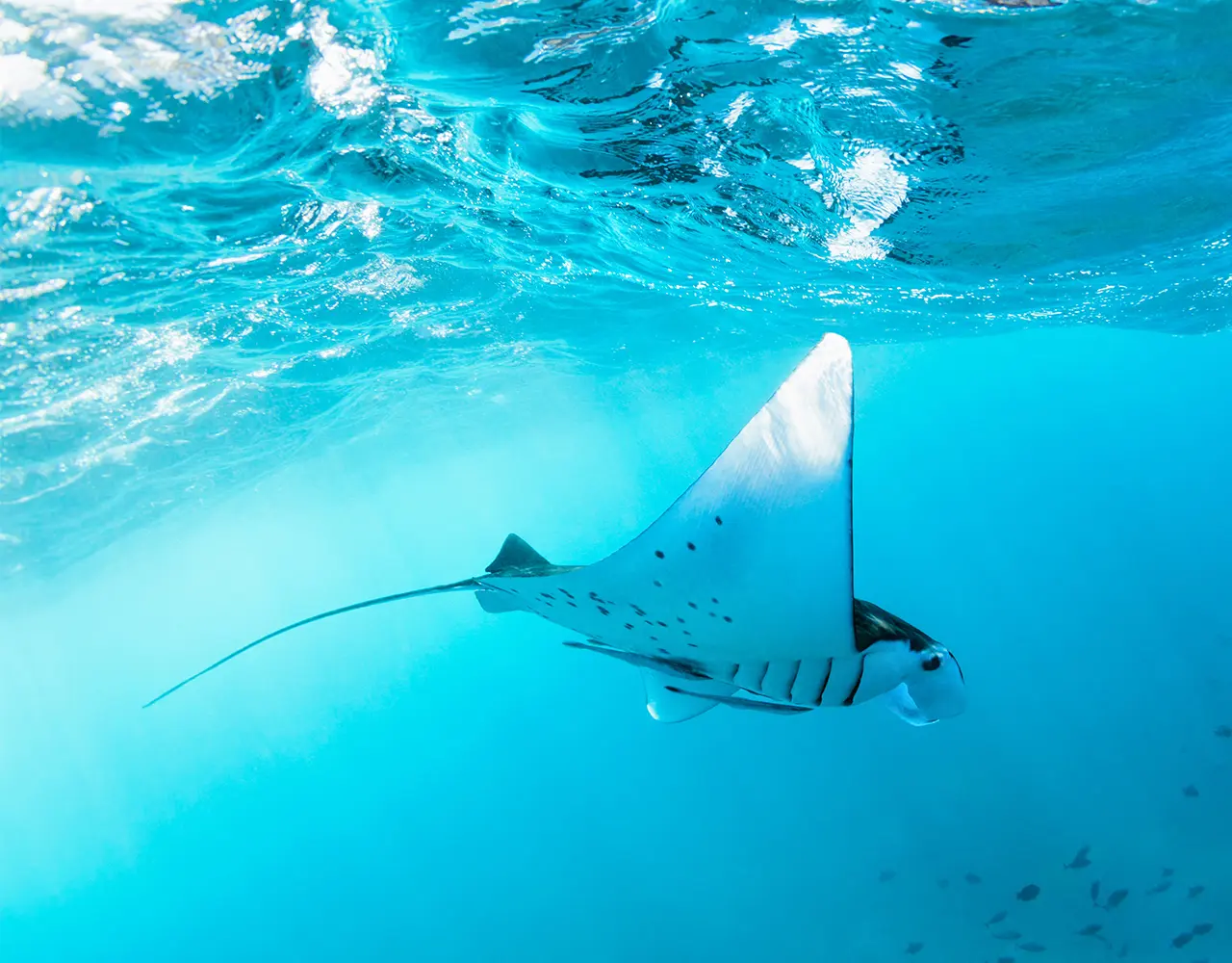 Nusa Penida : 3-4 Spots Snorkeling Tour Manta Rays in Bali