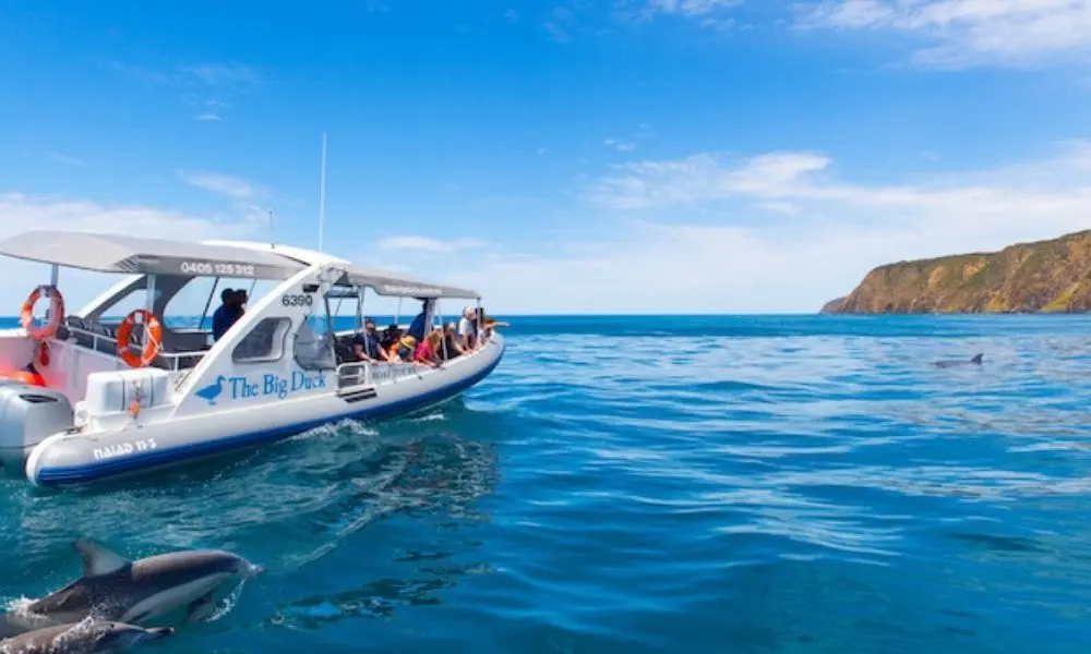 Victor Harbor Southern Ocean Adventure Cruise in Adelaide
