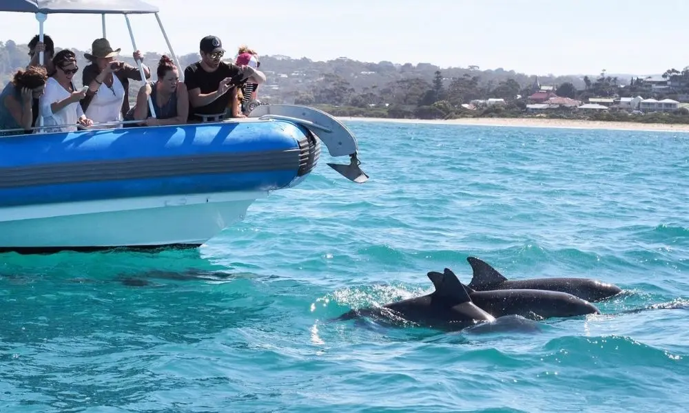 Victor Harbor Southern Ocean Adventure Cruise in Adelaide - Photo 2