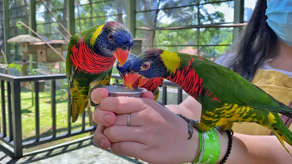 KL Bird Park Admission Ticket With One Way Transfer in Kuala Lumpur - Photo 2