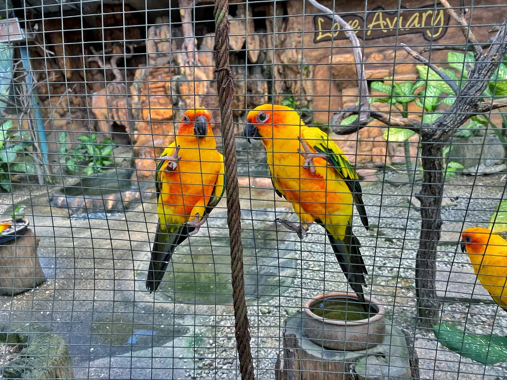 KL Bird Park Admission Ticket With One Way Transfer in Kuala Lumpur - Photo 4