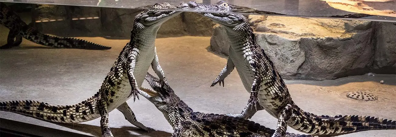 Dubai Crocodile Park in Dubai