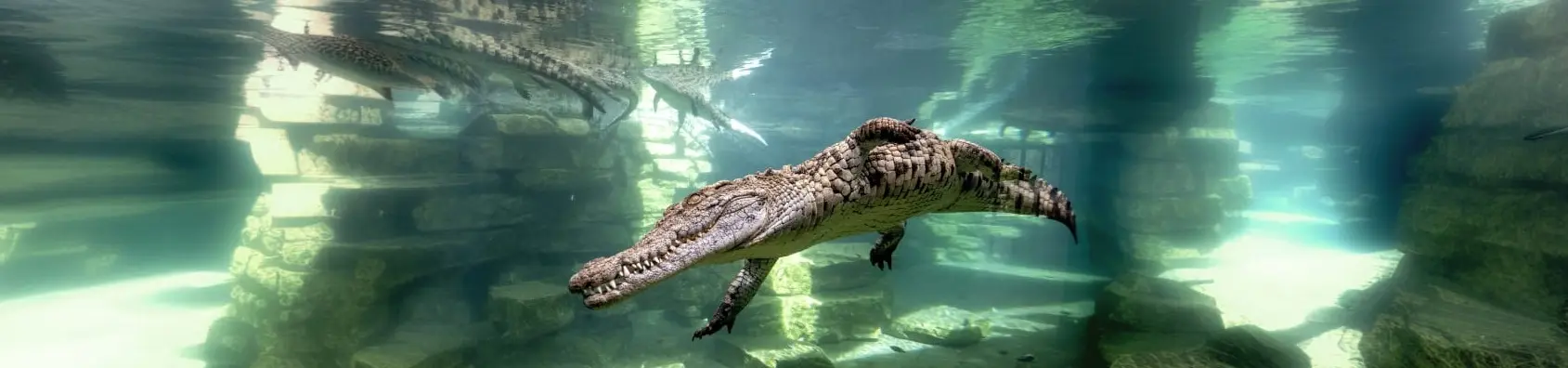 Dubai Crocodile Park Dubai Crocodile Park in Dubai - Photo 4