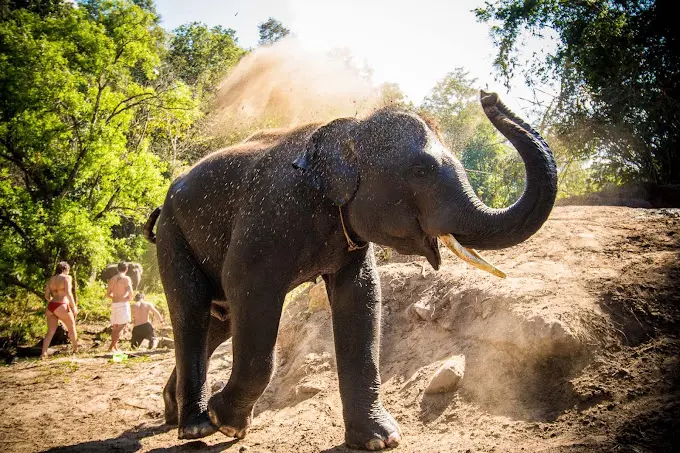 Hug Elephant Sanctuary Chiangmai Hug Elephant Sanctuary Chiangmai in Chiang Mai - Photo 5