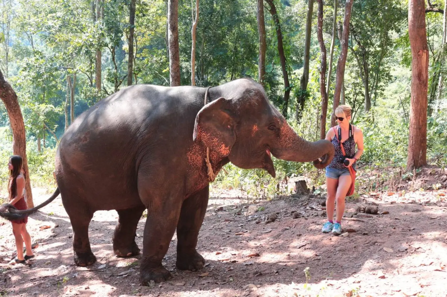 Hug Elephant Sanctuary Chiangmai Hug Elephant Sanctuary Chiangmai in Chiang Mai - Photo 6
