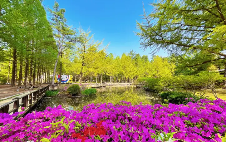 Nami Island Round trip bus in Seoul