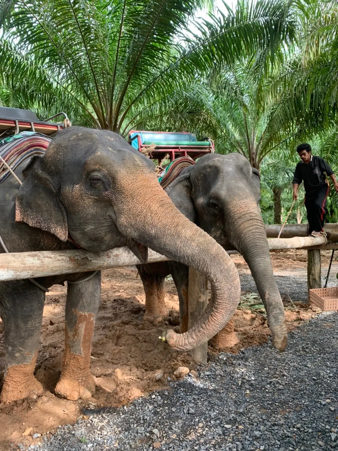 Join Tour White Water Rafting, Jungle Walk, ATV Adventure and Elephant Trekking from Phuket in Phuket - Photo 7
