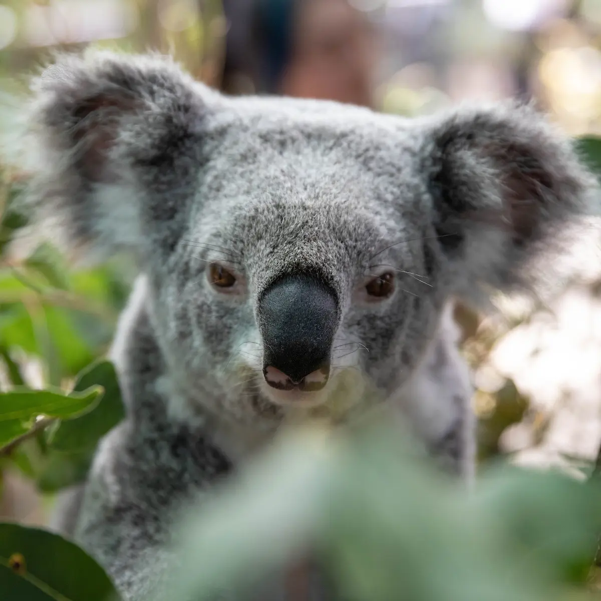 WILD LIFE Sydney in Sydney - Photo 9