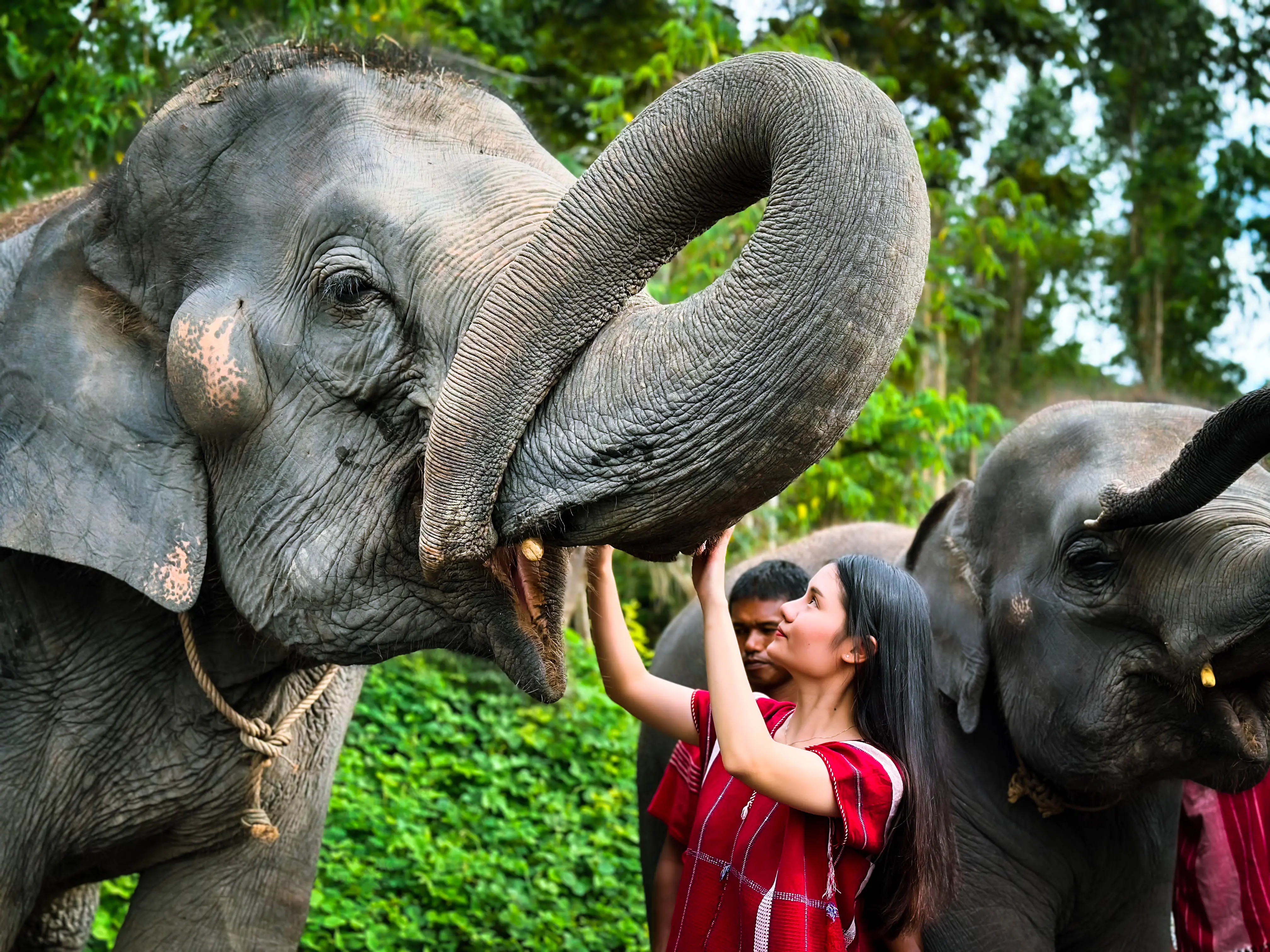 Kerchor Elephant Family Phuket in Phuket - Photo 5