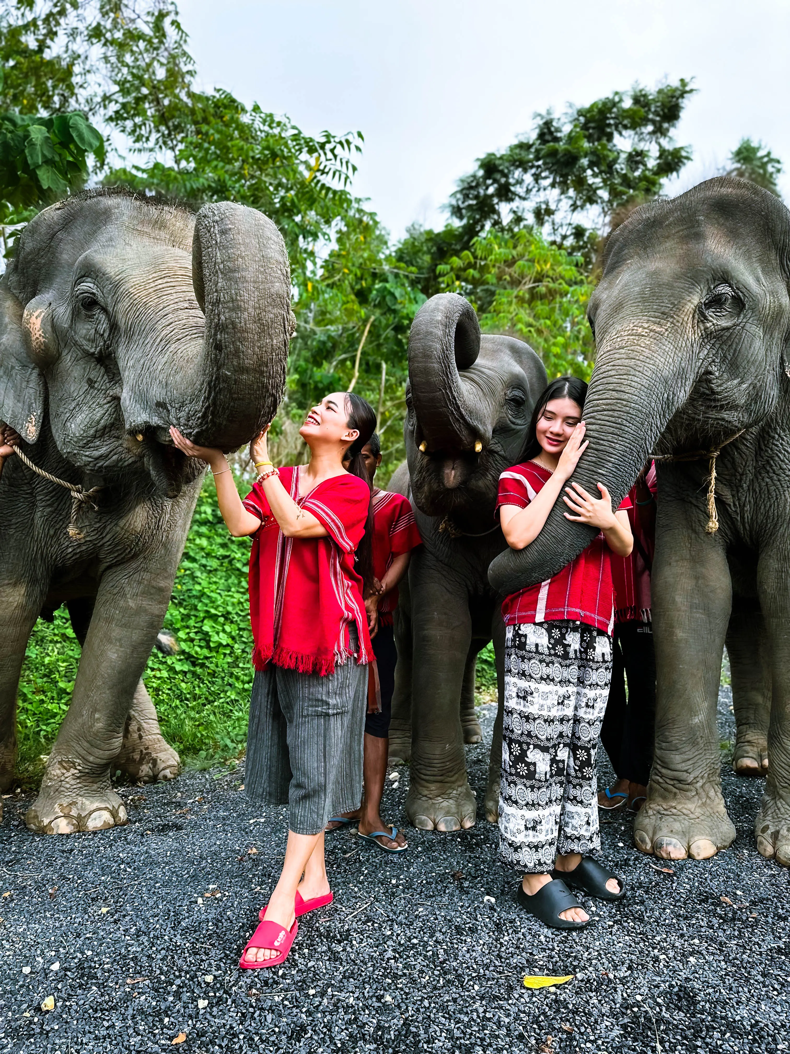 Kerchor Elephant Family Phuket Kerchor Elephant Family Phuket
