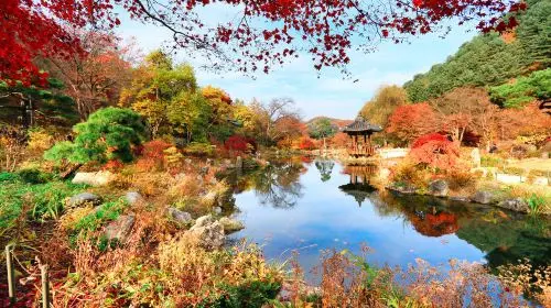 Nami Island + The Garden of Morning Calm One Day Tour in Seoul