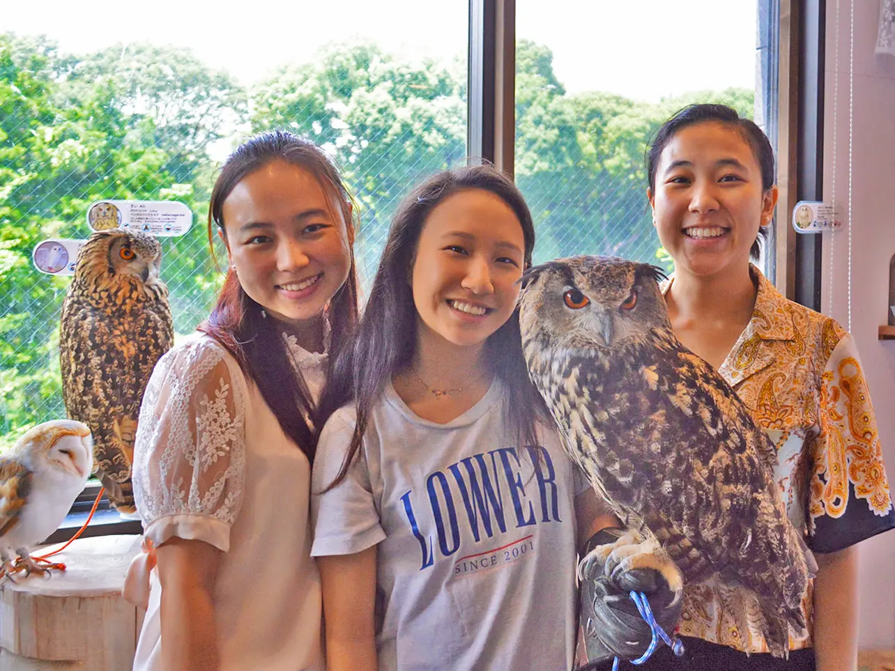 Tokyo: Owl Cafe Owl Village Reservation (Harajuku/Shibuya Official Partner) (1 hour) in Tokyo