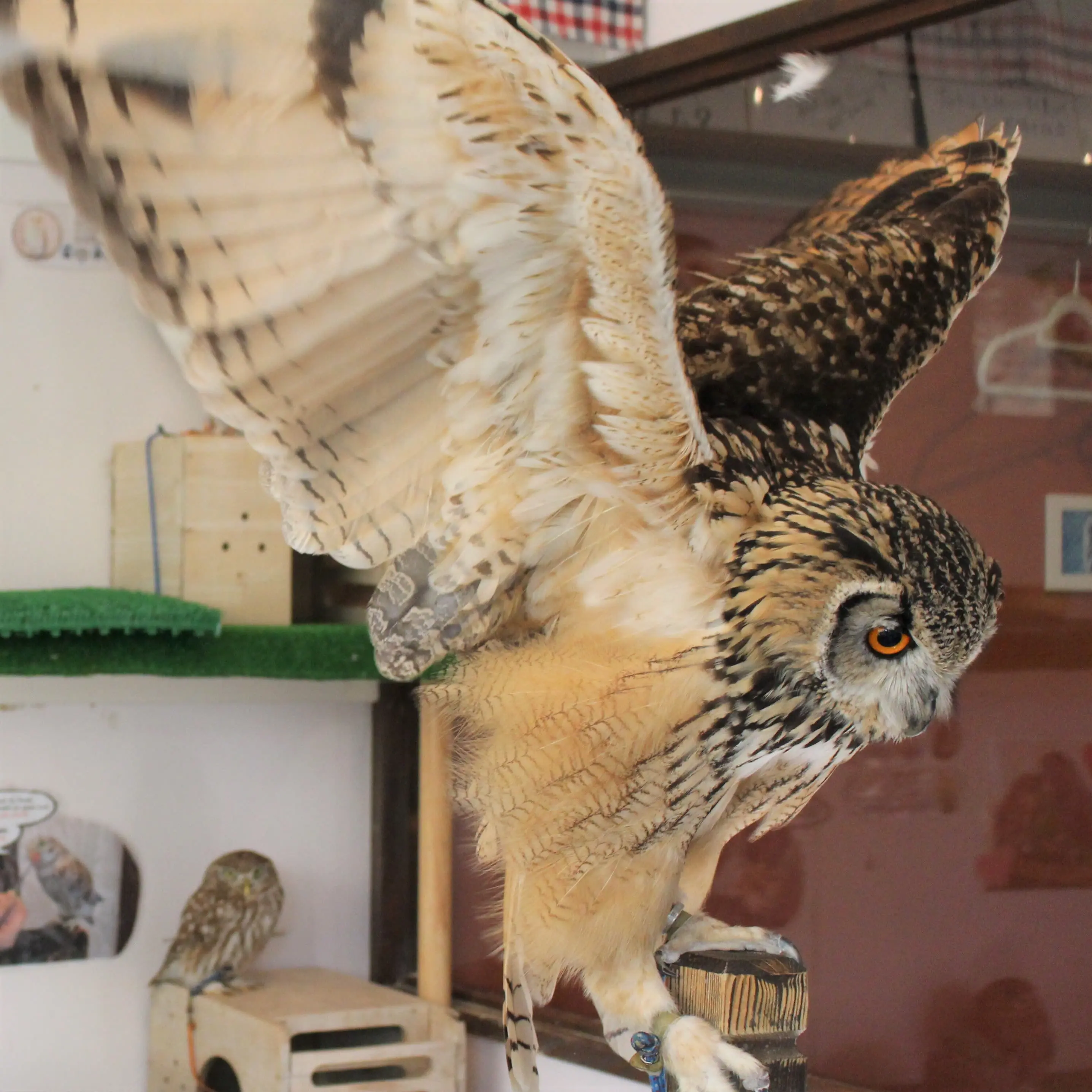 Tokyo: Owl Cafe Owl Village Reservation (Harajuku/Shibuya Official Partner) (1 hour) Tokyo: Owl Cafe Owl Village Reservation (Harajuku/Shibuya Official Partner) (1 hour) in Tokyo - Photo 2