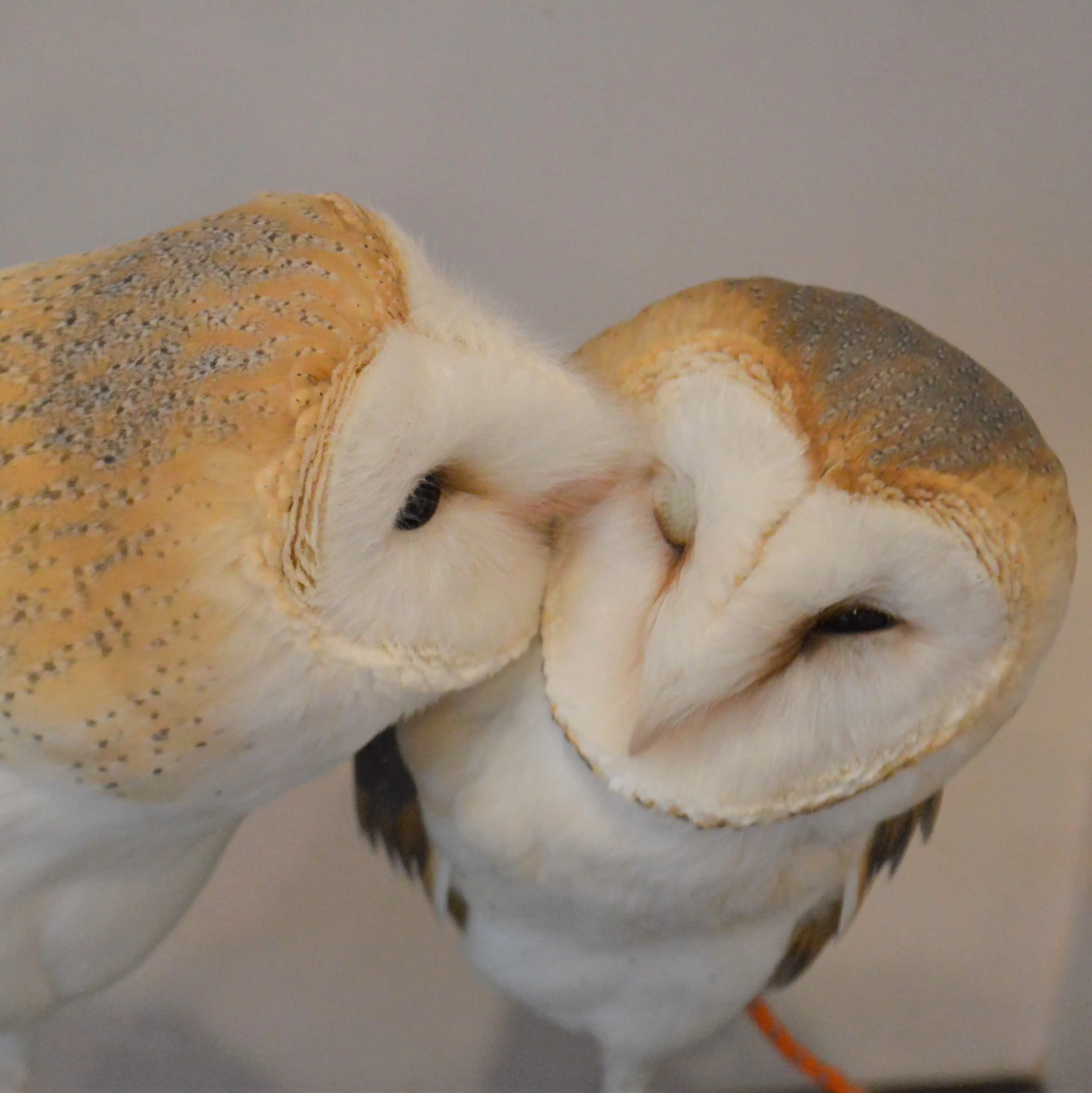 Tokyo: Owl Cafe Owl Village Reservation (Harajuku/Shibuya Official Partner) (1 hour) Tokyo: Owl Cafe Owl Village Reservation (Harajuku/Shibuya Official Partner) (1 hour) in Tokyo - Photo 4
