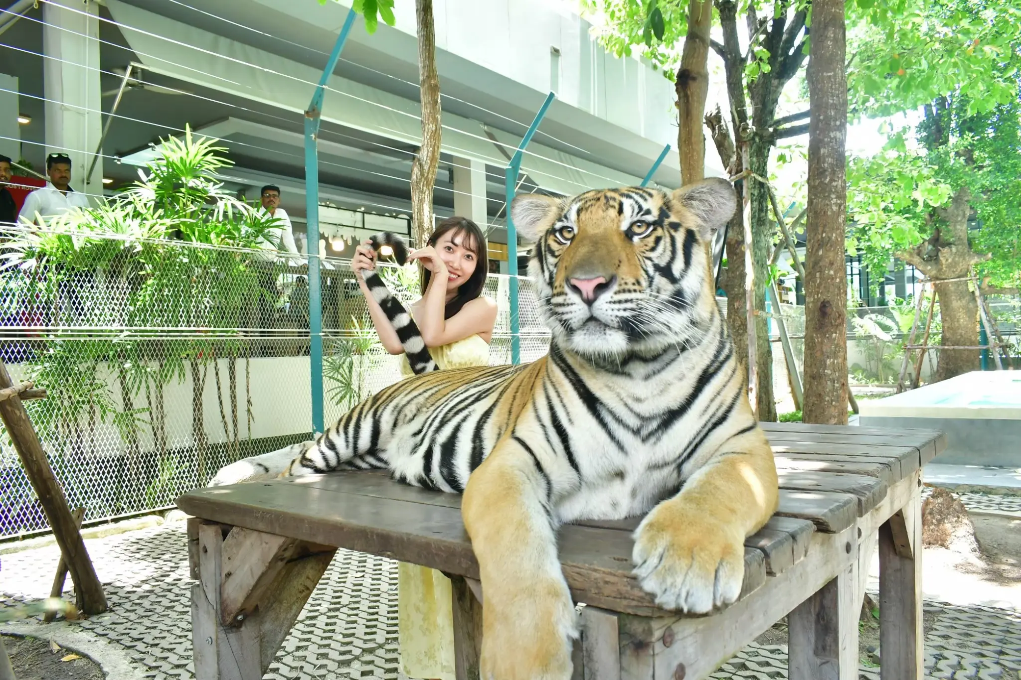 Tiger Park Big Buddha Phuket Tiger Park Big Buddha Phuket in Phuket - Photo 2