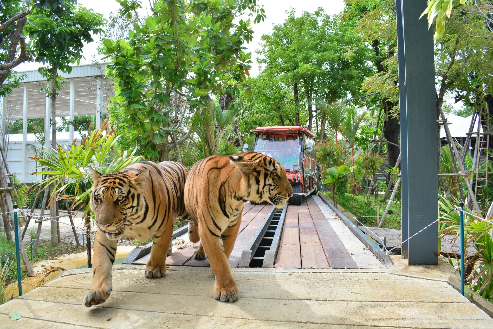 Tiger Park Big Buddha Phuket Tiger Park Big Buddha Phuket in Phuket - Photo 10