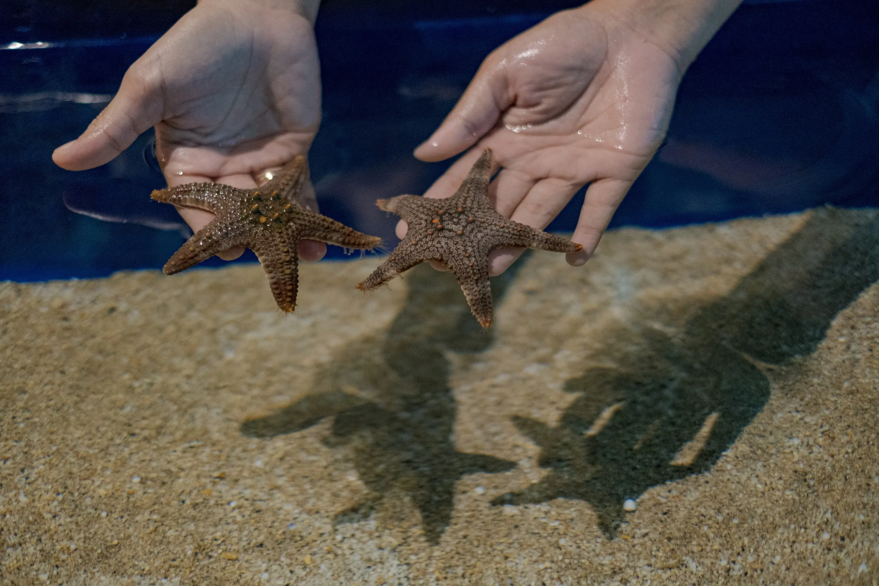 Marine Safari Bali (Oversea) Marine Safari Bali (Oversea) in Bali - Photo 3