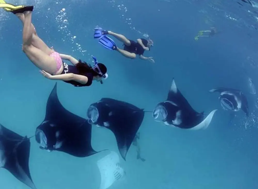 Nusa Penida : Sharing Snorkeling Adventure in Nusa Penida to 4 Spots Nusa Penida : Sharing Snorkeling Adventure in Nusa Penida to 4 Spots in Bali - Photo 10