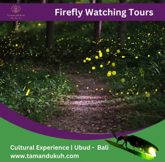 Bali Firefly Watching Tours in Bali