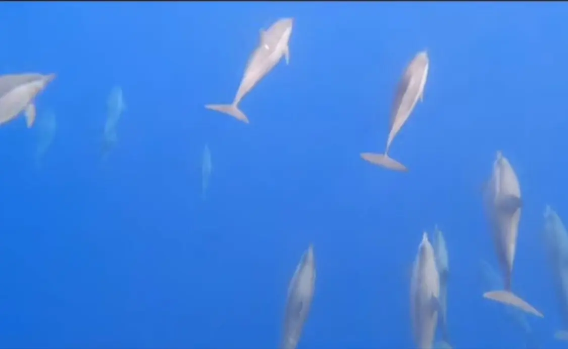 Watching Dolphin, Swimming & Snorkeling Tour in Bali