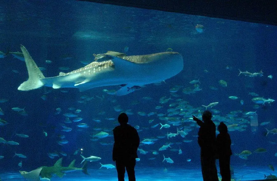 Kagoshima Aquarium Kagoshima Aquarium in Tokyo - Photo 7