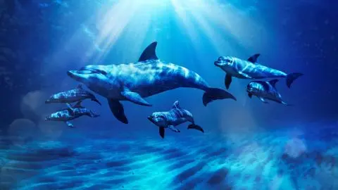 Atlantis Dolphin Swim in Dubai - Photo 2