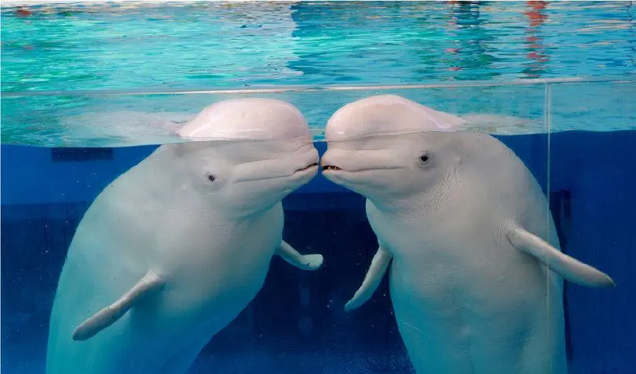 Yokohama Hakkeijima Sea Paradise in Tokyo - Photo 4