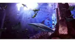 Atlantis Discover Scuba Dive in Dubai - Photo 3