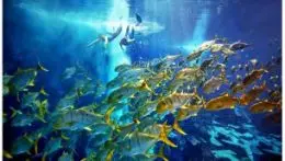 Atlantis Discover Scuba Dive in Dubai - Photo 4